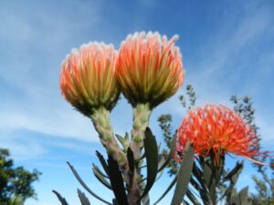 Orange and yellow Pin Cushion Protea flowers growing in the garden